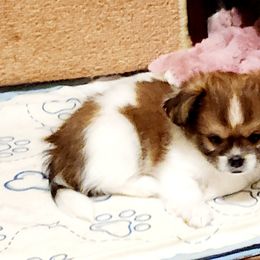 Midwest Mini Samson - Red Mi-Ki puppy in Clearwater, Kansas from Midwest Mini Mi-kis