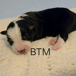 Bubba - Black tri male Miniature Australian Shepherd puppy in Crowell, Texas from Ardent Aussie Acres