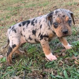 Girl 2 - Blue merle female Catahoula Leopard Dog puppy in Gadsden, Alabama from Rich Cat’s