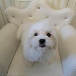 Givenchy - Cream male Maltipoo puppy in Washington from Mt.BakerPoodles&Doodles