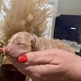 Dream - Apricot female Goldendoodle puppy in Lake Charles, Louisiana from Perfect Fit Poodles & Doodles