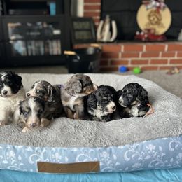 Bernedoodle and Cavapoo Puppies from Cavapoo Acres