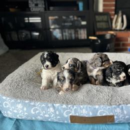 Bernedoodle and Cavapoo Puppies from Cavapoo Acres