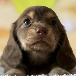 Raya - Chocolate and cream female Dachshund puppy in Pflugerville, Texas from Dream A Dream Dachshunds
