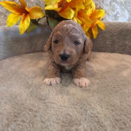 Male 1 - Red  male Goldendoodle puppy in Bucyrus, Missouri from Hill Top Pomskies