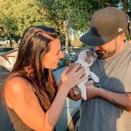 Girl 5 - White and fawn French Bulldog puppy in Redlands, California from You Winnie Some (Winnie's Blues & Lilacs)