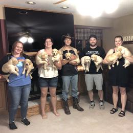 Archie Finn (Green collar) - Golden male Golden Retriever puppy in Webster City, Iowa from Whispering Pines Precious Puppies
