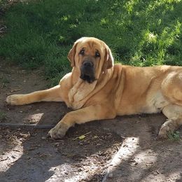 French Bulldogs and Spanish Mastiffs from Talking Hearts Kennel