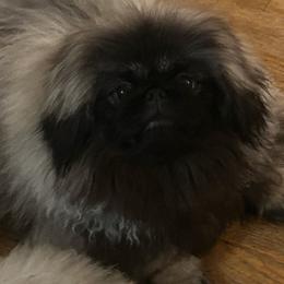 Turner - Pekingese