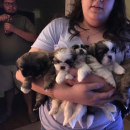 Shih Tzu Puppies from Sugar Paws Heavenly Shih Tzu’s