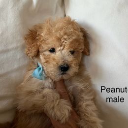 Poodle Puppies from Mellies Miniature Poodles