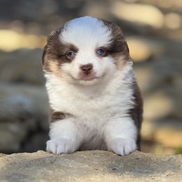 Cowgirl - Red female Pembroke Welsh Corgi puppy in Stephenville, Texas from Rising JM Pembrokes