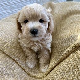 Sammy - Cream male Havapoo puppy in Pleasant Grove, Utah from Snuggle Buddies