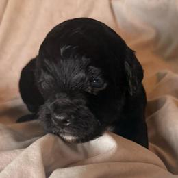 Dune - Black and white male Cockapoo puppy in Saint Louis, Missouri from Jax Doodles