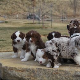Australian Shepherd Puppies from Big Sky Aussies