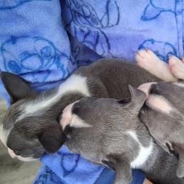 Boston Terrier puppies from B's Bostons