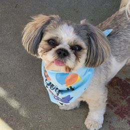 Charlie-B - Shih Tzu