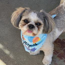 Charlie-B - Shih Tzu