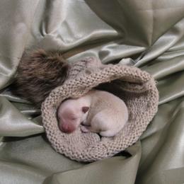 Sable - Cream parti male Pomeranian puppy in University City, Missouri from Textilepoms