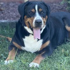 Ruby - Greater Swiss Mountain Dog