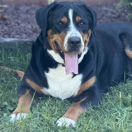 Ruby - Greater Swiss Mountain Dog