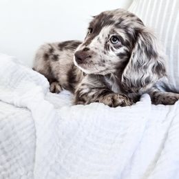 Dachshund puppies from Wieonder Doxies