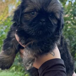 Jace - Sable male Shih Tzu puppy in Chico, California from North State Shih tzus