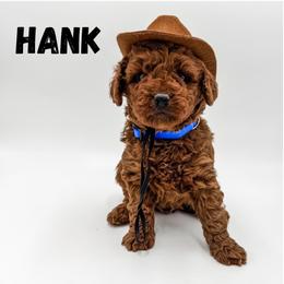 Hank - Red  male Goldendoodle puppy in Eagle Mountian, Utah from The Puppy Family