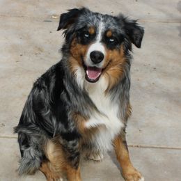 Zoso - Australian Shepherd