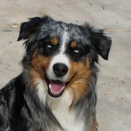 Zoso - Australian Shepherd