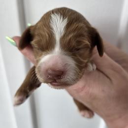 Meadow - Red  female Goldendoodle puppy in Decatur, Tennessee from Diamond's Doodles
