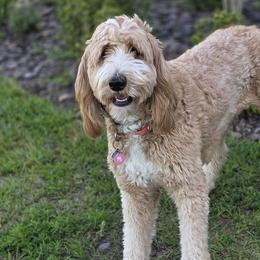 Amani - Bernedoodle