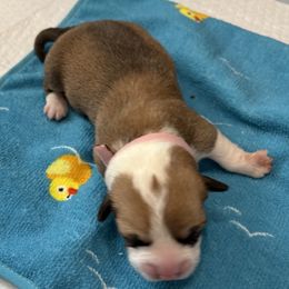 Pembroke Welsh Corgi Puppies from S~Way Corgis