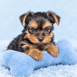 Maltese and Yorkshire Terrier Puppies from Maltese Dollhouse