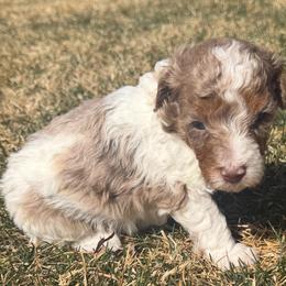 Rocky - Brown and white male Bernedoodle puppy in Larimer County, Colorado from Puppy Love Doodles