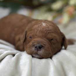 Arrow - Red  male Goldendoodle puppy in Queen Creek, Arizona from Goldendoodle AZ