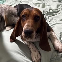 Vhestra - Basset Hound