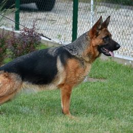 Tina - German Shepherd