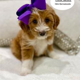Brass - Red female Bernedoodle puppy in Jackson, Mississippi from T.M. Poodles & Doodles
