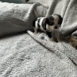 C Chip - Tri-color male Cavalier King Charles Spaniel puppy in Normangee, Texas from Country Candy Cavaliers