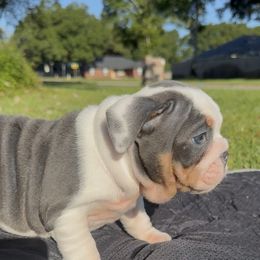 Princess Vienna - Blue tri-color female Bulldog puppy in Pace, Florida from Royal Fade Bulldogs