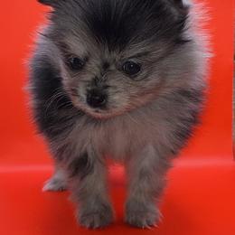 Girl 1 - Blue merle female Pomeranian puppy in Windham, Maine from New England Exotic Pomeranians