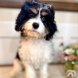 Cash - Tri-color male Cavapoo puppy in Kankakee, Illinois from Apricot Roots Doodles