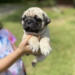 French Bulldog and Pug Puppies from Prestige Southern Pugs and Frenchies