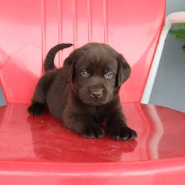 Surf - Chocolate male Labrador Retriever puppy in Camden, Indiana from Camden's Caring Canines