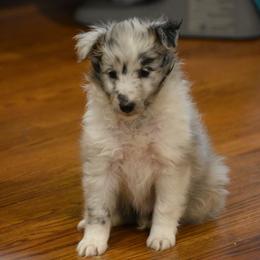 Adrian - Blue merle and white female Shetland Sheepdog puppy in Gladbrook, Iowa from T Triple C Shelties