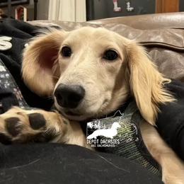 Sato - Dachshund