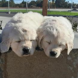 Golden Retriever and Pug Puppies from Ebert Goldens LLC