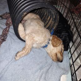 Goldendoodle Puppies from Bee At Ease Farm & Kennel