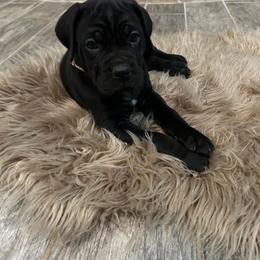 Pink Collar - Black female Cane Corso puppy in Fritch, Texas from Carrie Brown's Cane Corsos